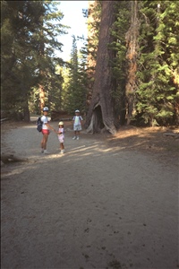 9107 1260 yosemite etc IMG0037.jpg